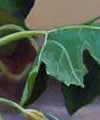 Plants: image 1 0f 4 thumb